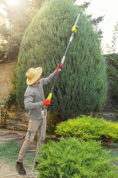 Brownsville, TX Tree Removal and Landscaping Services Company